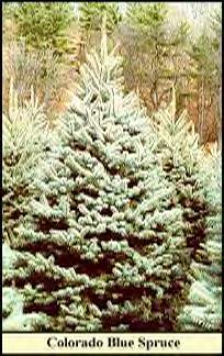 Scotch Pine