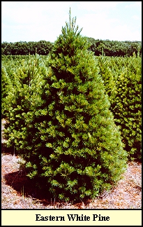 White Pine